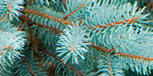 Blue spruce Blue spruce